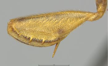 Media type: image;   Entomology 10761 Aspect: front tibia